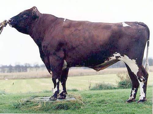 VILJAR FRANCESCO — CO 28507